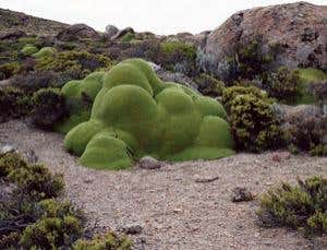 Capturing the world's oldest things on film