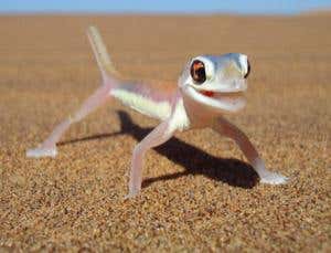 Wonder lust: Live the dry life