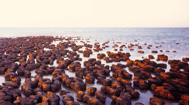 New Scientist. Science news and long reads from expert journalists, covering developments in science, technology, health and the environment on the website and the magazine.