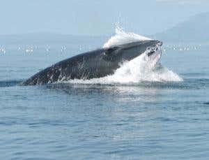 New Scientist. Science news and long reads from expert journalists, covering developments in science, technology, health and the environment on the website and the magazine.