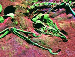 Soft tissue remnants discovered in <i>Archaeopteryx</i> fossil