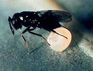 New Scientist. Science news and long reads from expert journalists, covering developments in science, technology, health and the environment on the website and the magazine.