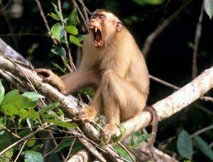 Monkeys' art of war has lessons for human conflict