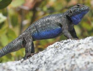 New Scientist. Science news and long reads from expert journalists, covering developments in science, technology, health and the environment on the website and the magazine.