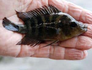 New Scientist. Science news and long reads from expert journalists, covering developments in science, technology, health and the environment on the website and the magazine.