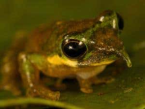 Pinocchio frog and dwarf wallaby: New species found