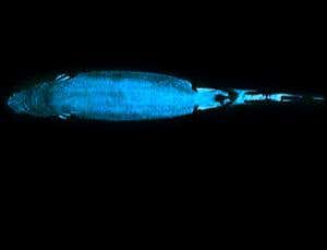 New Scientist. Science news and long reads from expert journalists, covering developments in science, technology, health and the environment on the website and the magazine.