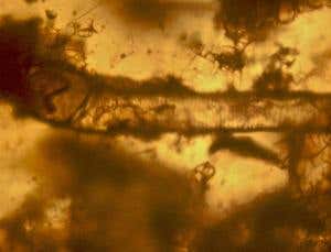 CSI 100 million years BC: oldest mammalian hair found