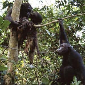 Exchange meat for sex? No thank you