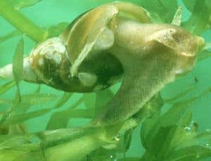 New Scientist. Science news and long reads from expert journalists, covering developments in science, technology, health and the environment on the website and the magazine.