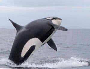 New Scientist. Science news and long reads from expert journalists, covering developments in science, technology, health and the environment on the website and the magazine.