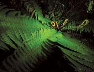 New Scientist. Science news and long reads from expert journalists, covering developments in science, technology, health and the environment on the website and the magazine.