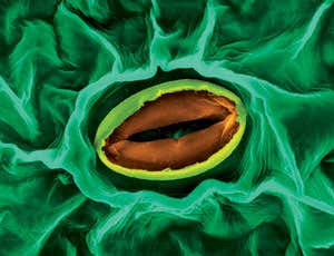 Stoma and guard cells on the underside of a broad bean leaf