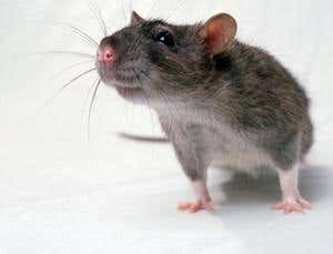 Flab rats: Unfit animals are bad for experiments