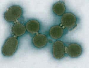 Special report: Where next for synthetic life?