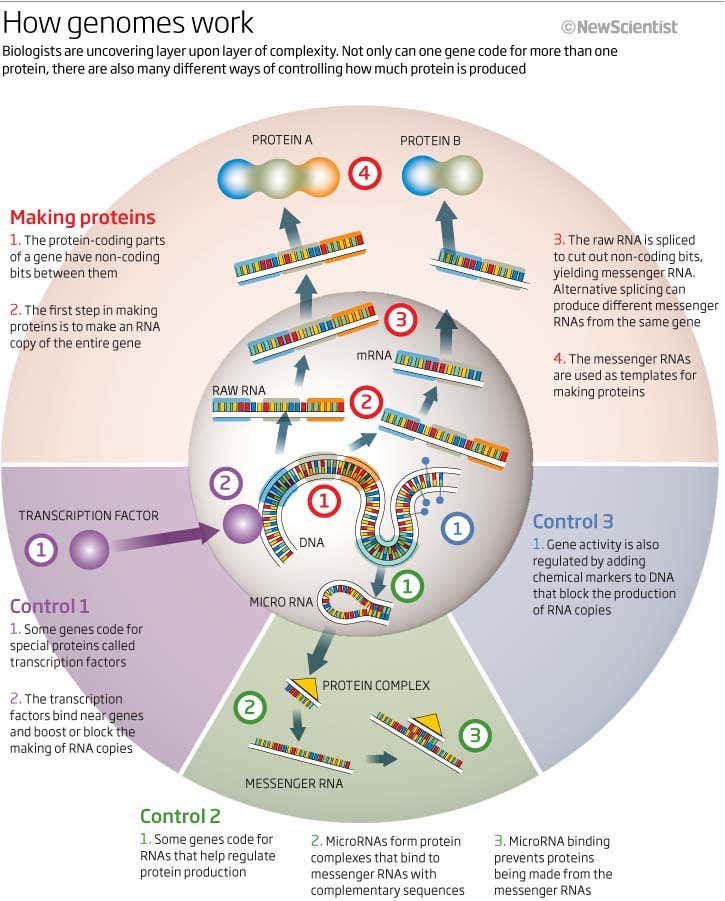How genomes work