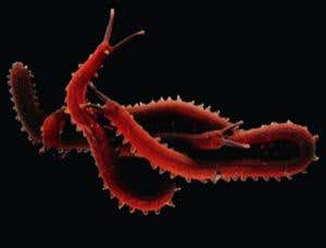 New Scientist. Science news and long reads from expert journalists, covering developments in science, technology, health and the environment on the website and the magazine.