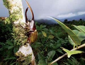 New Scientist. Science news and long reads from expert journalists, covering developments in science, technology, health and the environment on the website and the magazine.