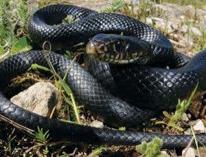 Snake populations plummet