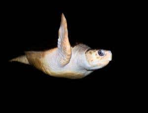 Zoologger: Globetrotters of the animal kingdom