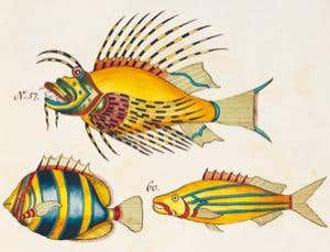 The fantasy fish of Samuel Fallours