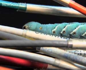 New Scientist TV – Best of the web