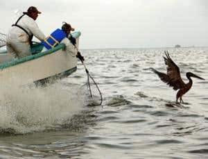 How endangered are the Gulf's brown pelicans?