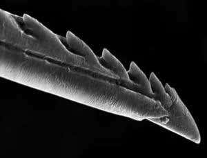 Stings, wings and hairy eyes: honeybee close-ups