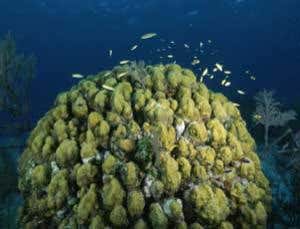 Corals living on edge could escape climate change
