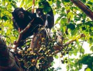 Chimpanzees kill to win new territory