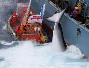 New Scientist. Science news and long reads from expert journalists, covering developments in science, technology, health and the environment on the website and the magazine.