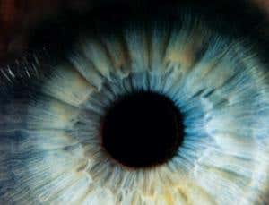 Bid to introduce commercial whaling quotas fails