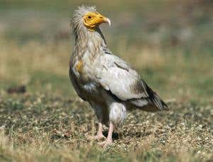 Zoologger: Vultures use twigs to gather wool for nests