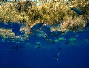 Floating nurseries hit by Deepwater Horizon spill