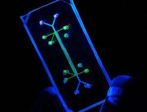 Lung-on-a-chip points to alternative to animal tests