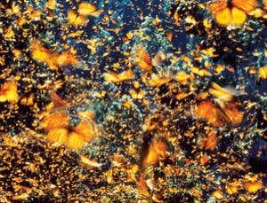 New Scientist. Science news and long reads from expert journalists, covering developments in science, technology, health and the environment on the website and the magazine.