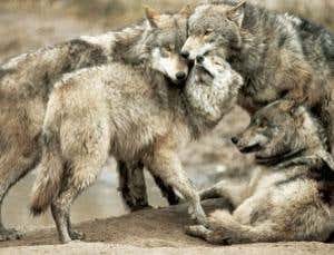 New Scientist. Science news and long reads from expert journalists, covering developments in science, technology, health and the environment on the website and the magazine.