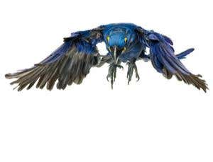 Birds as you've never seen them before