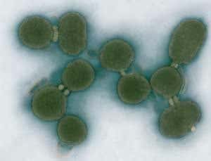 New Scientist. Science news and long reads from expert journalists, covering developments in science, technology, health and the environment on the website and the magazine.