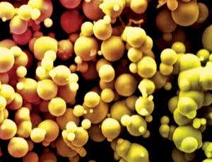 New Scientist. Science news and long reads from expert journalists, covering developments in science, technology, health and the environment on the website and the magazine.