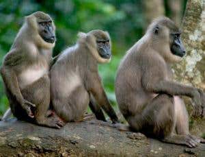 New Scientist. Science news and long reads from expert journalists, covering developments in science, technology, health and the environment on the website and the magazine.