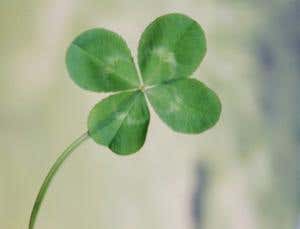 Plant nurseries in clover after finding four-leaf gene