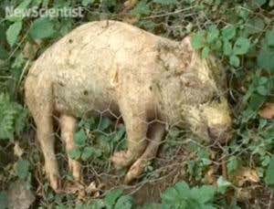 iPads go live, hydrogen hits the road and CSI: Pig