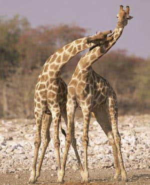 New Scientist. Science news and long reads from expert journalists, covering developments in science, technology, health and the environment on the website and the magazine.