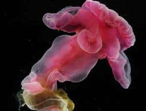 Secrets of backboned life found on undersea mountains