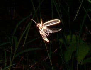 Fireflies' flashy mates have to be in sync