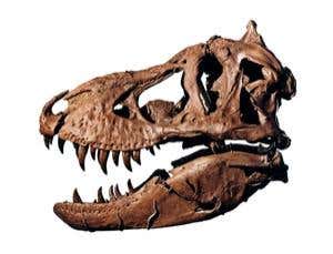 This female T. rex, called Samson, was discovered in 1987 