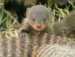 New Scientist. Science news and long reads from expert journalists, covering developments in science, technology, health and the environment on the website and the magazine.