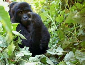 Gorillas learn to play fair by playing tag
