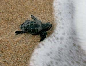 Gulf turtle evacuees could get lost at sea